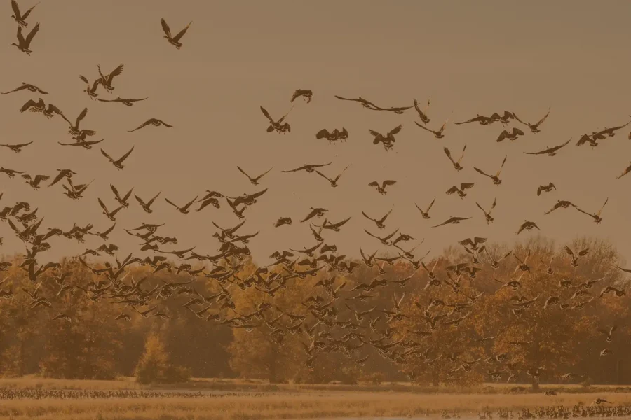 Arkansas Duck Season